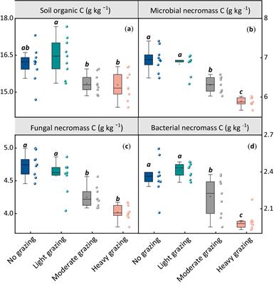 Long-term sheep grazing reduces fungal necromass carbon contribution to soil organic carbon in the desert steppe